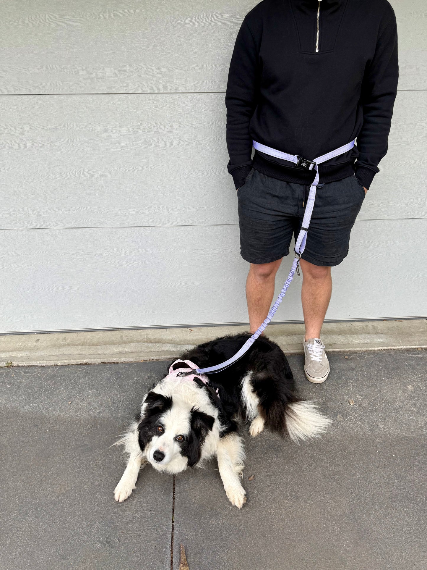 Pawrunner lead - Lavender Haze