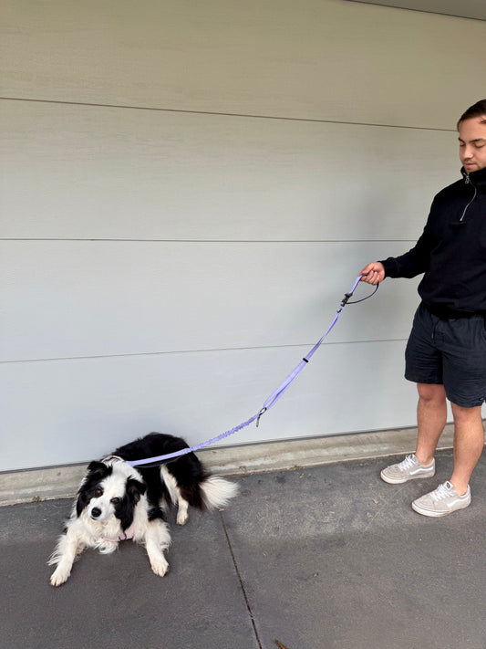 Lavender haze pawrunner bundle x2