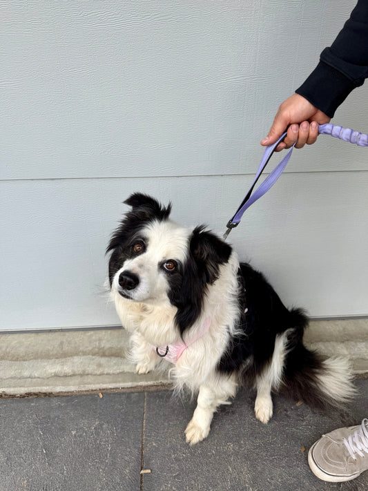 Pawrunner lead - Lavender Haze