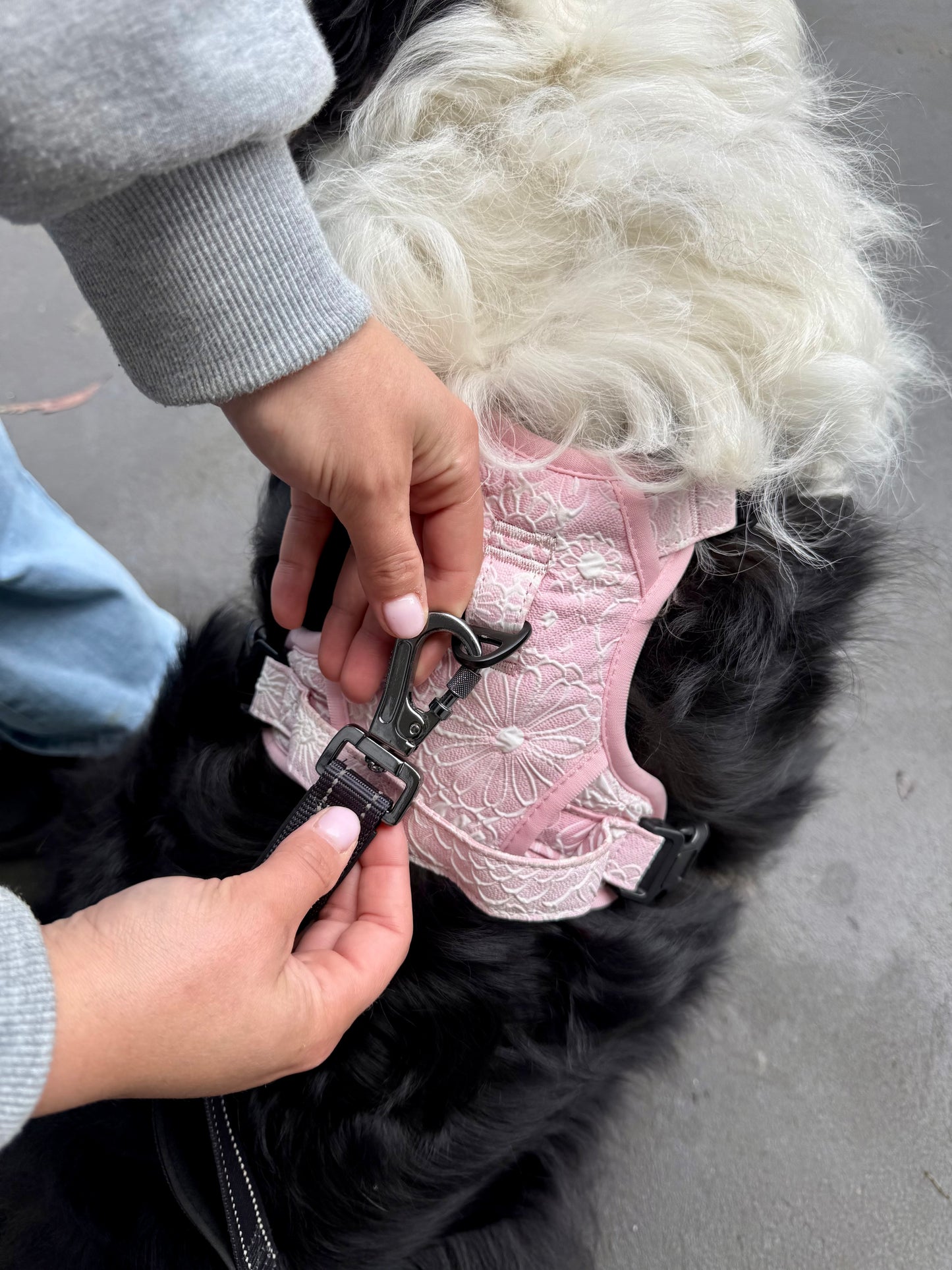 Paw runner lead - Midnight