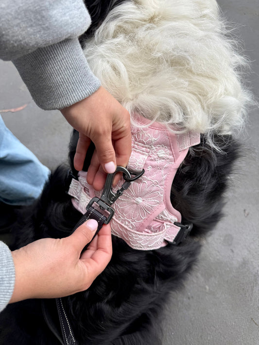 Paw runner lead - Midnight