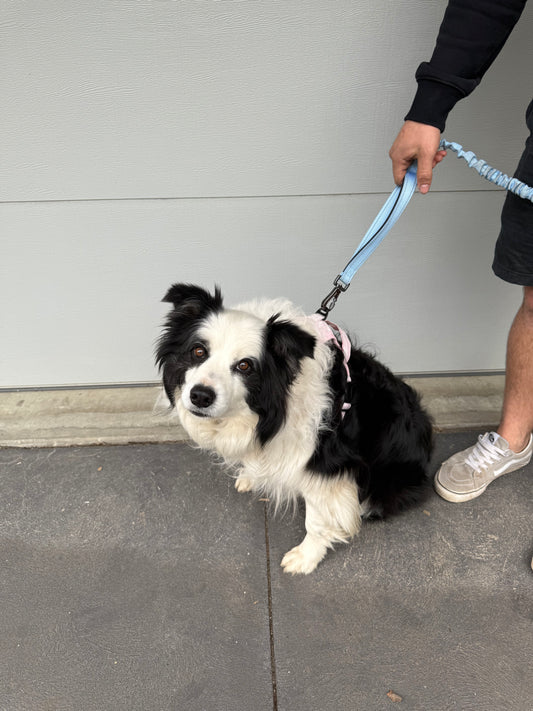 Pawrunner lead - Skye blue