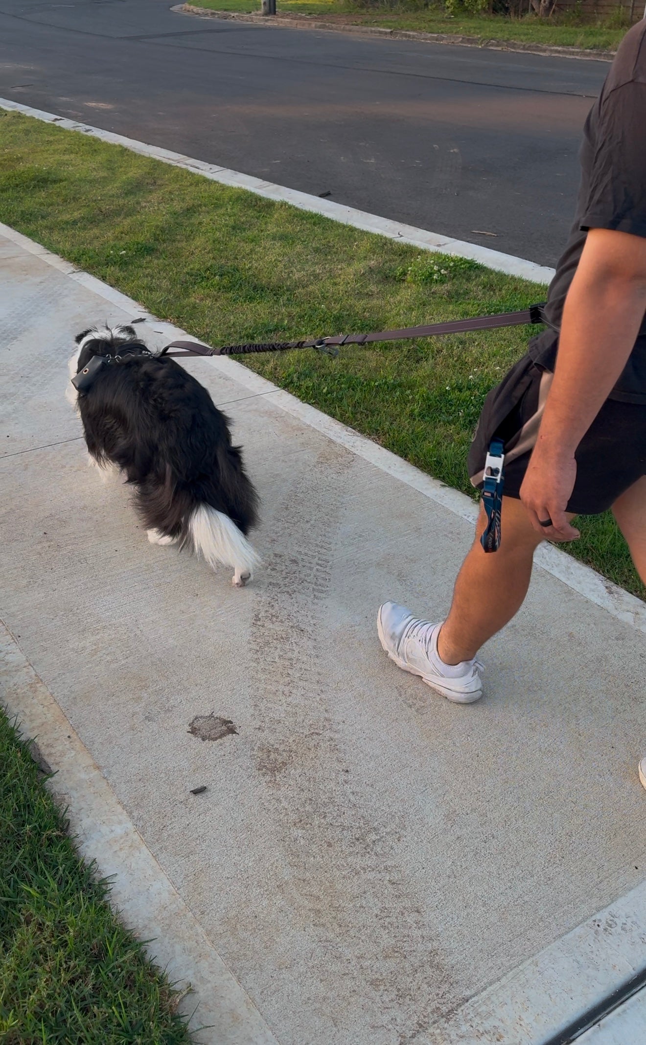 Paw runner lead - Midnight