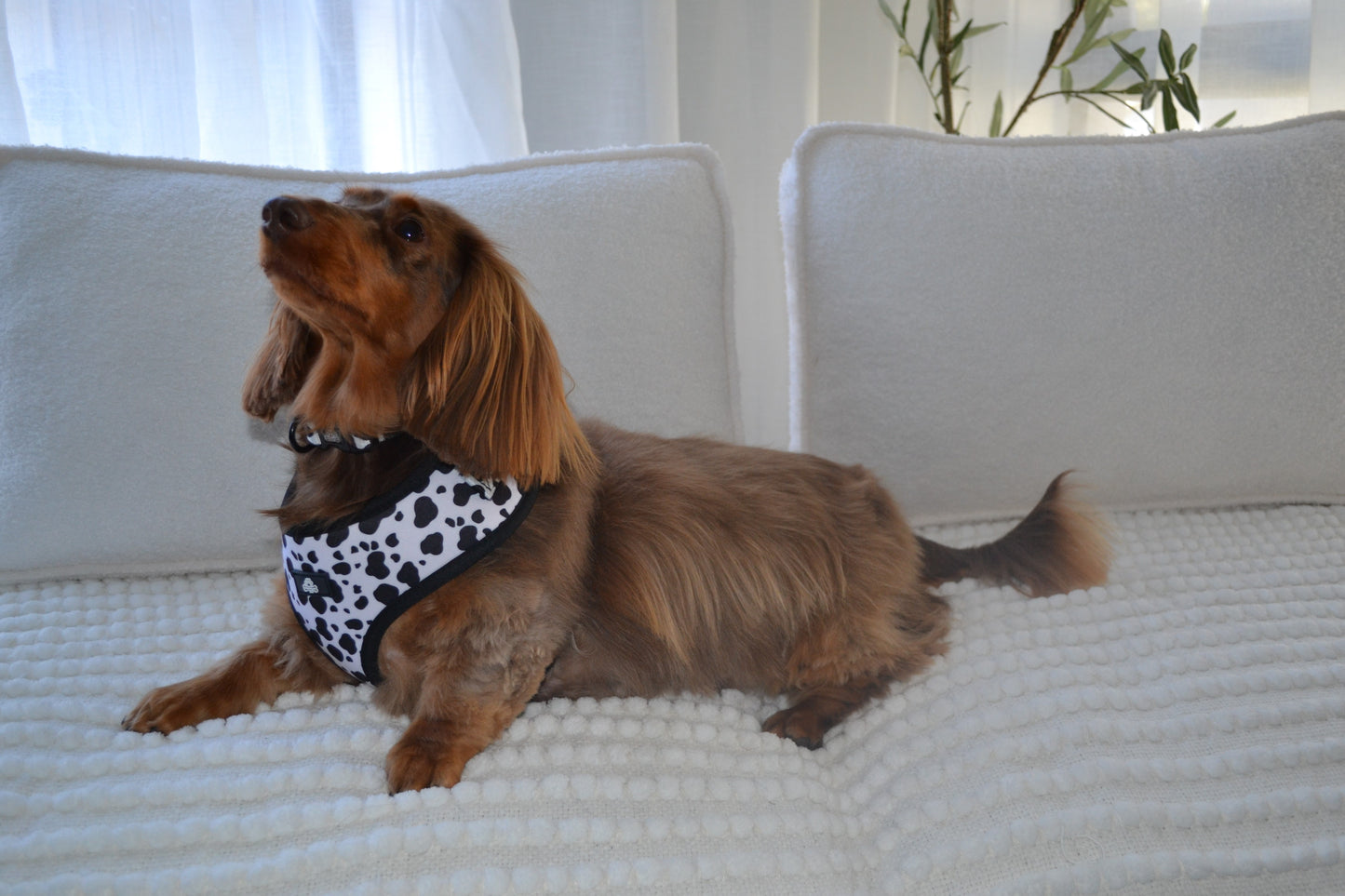 Cow print dog collar size Medium