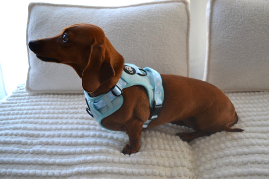 Gingham Paw runner harness