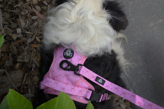Bow-tiful every day leash
