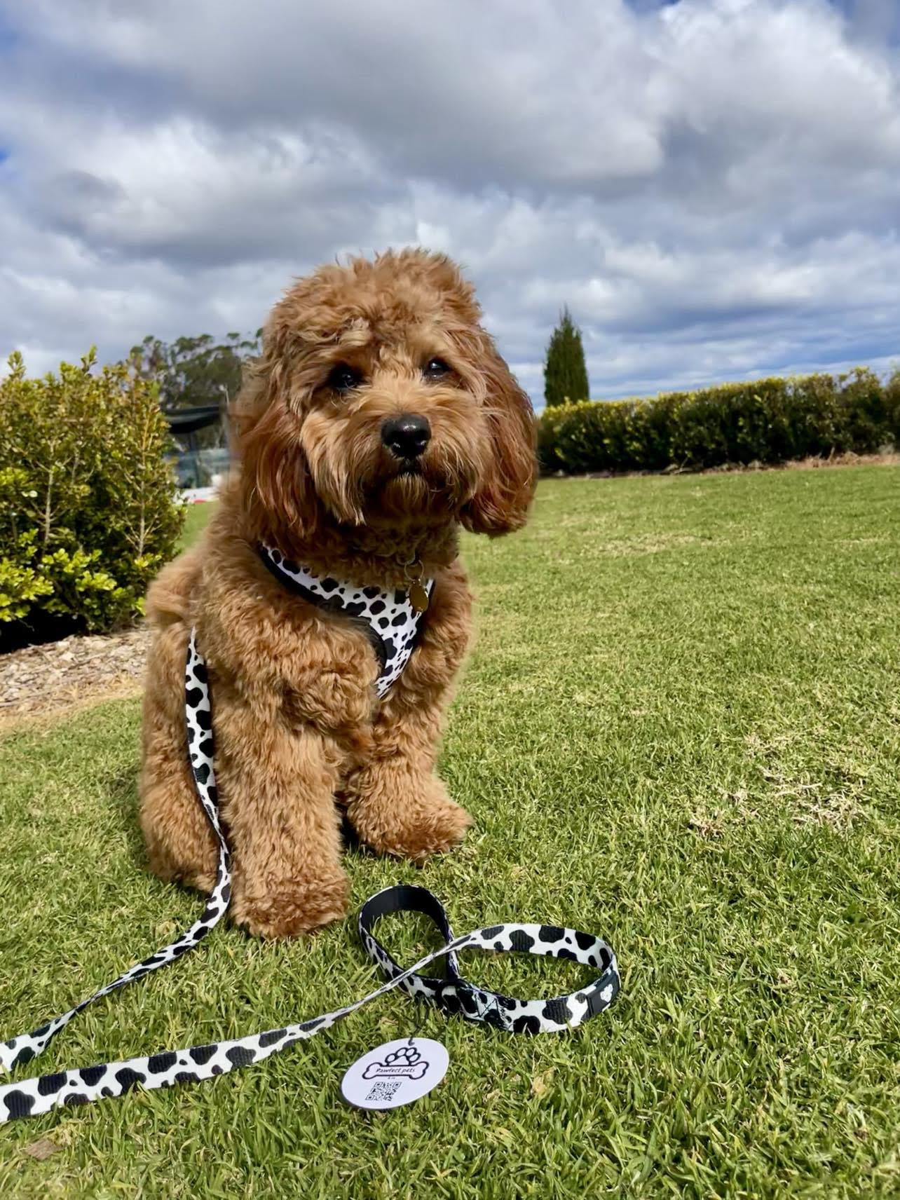 Cow print harness