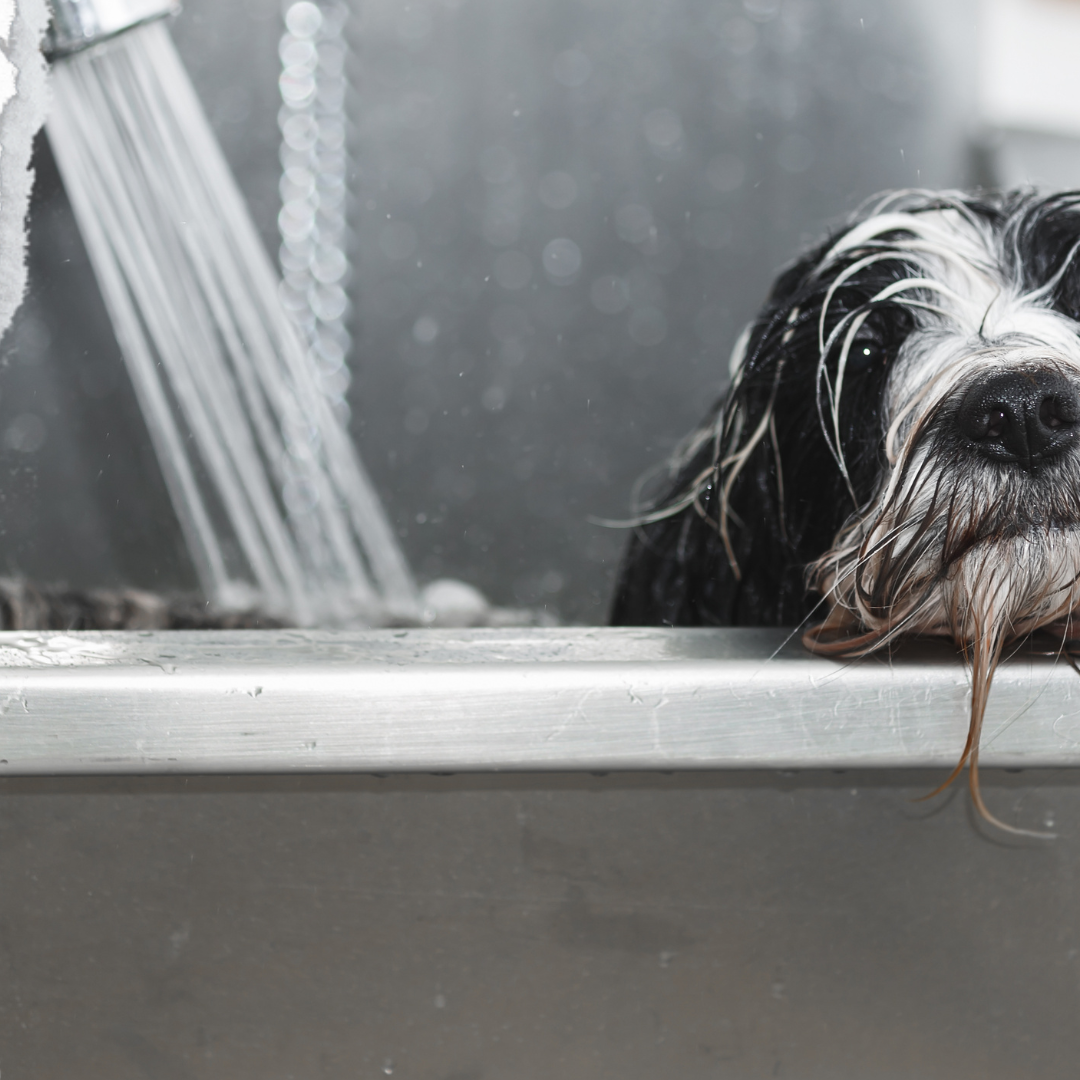 Dog grooming