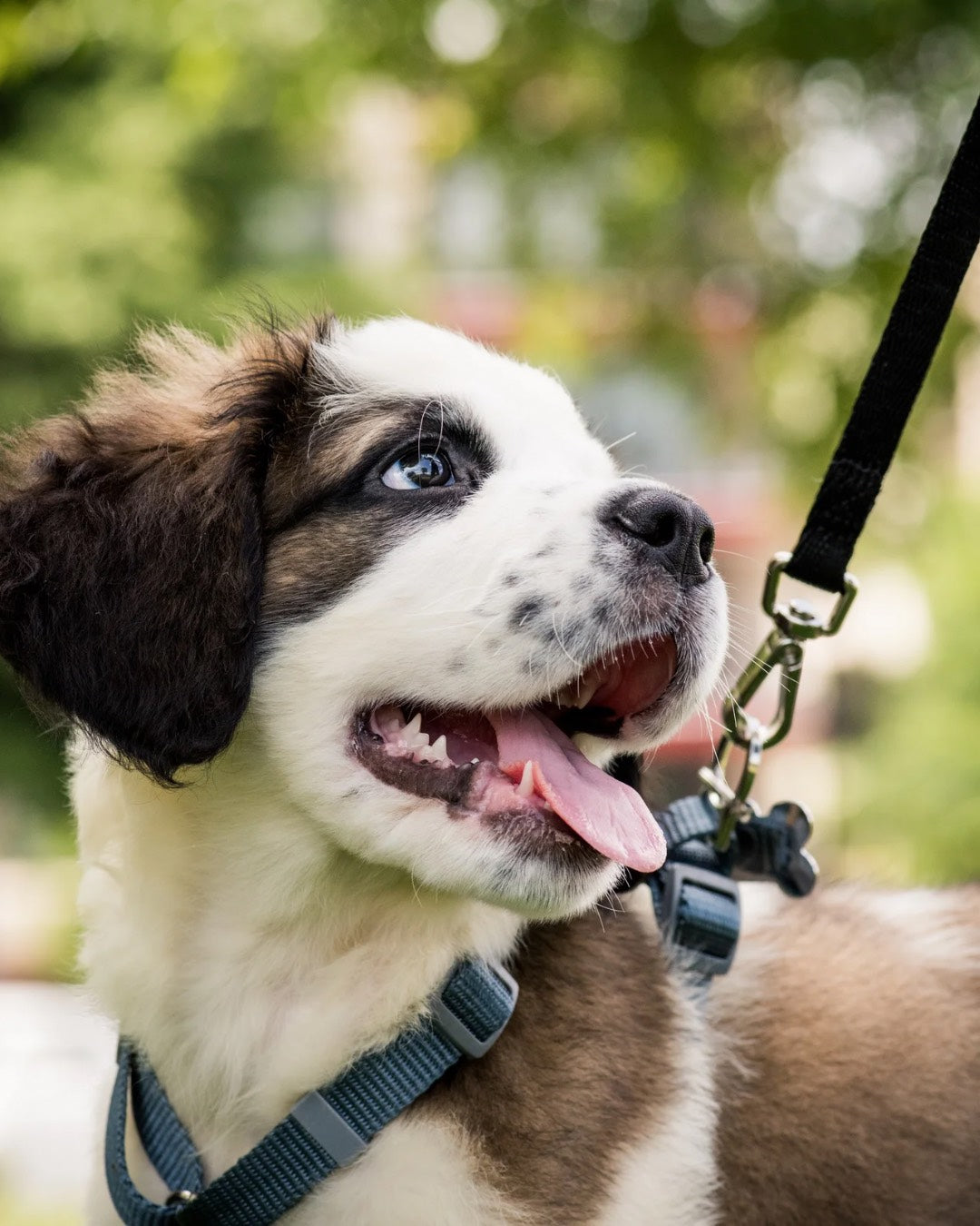 Dog accessories