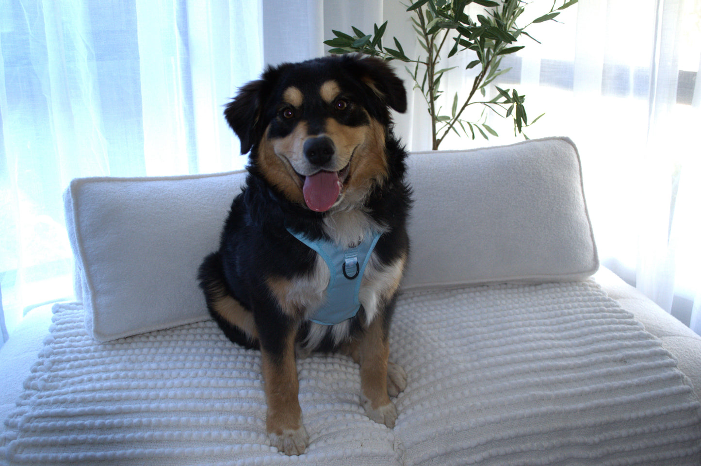 Paw runner harness