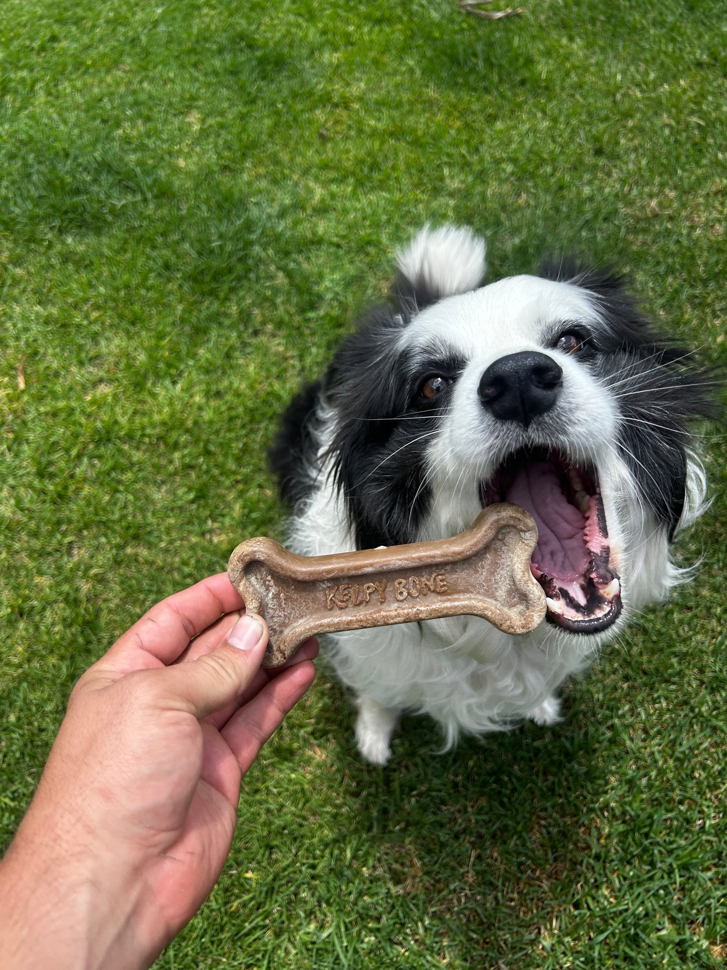 Kelpy bone