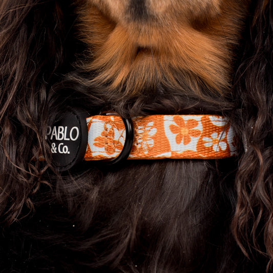 Pablo & co: Retro collar