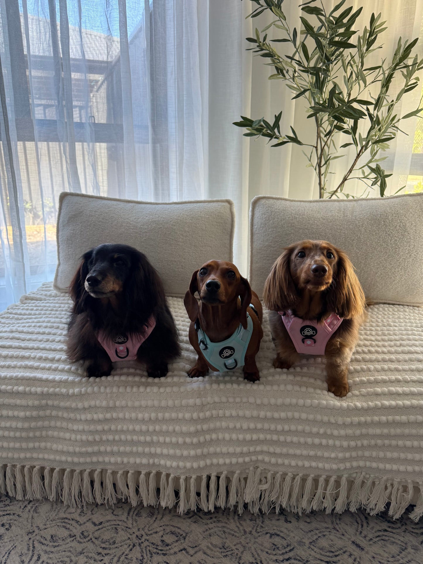 Paw runner harness