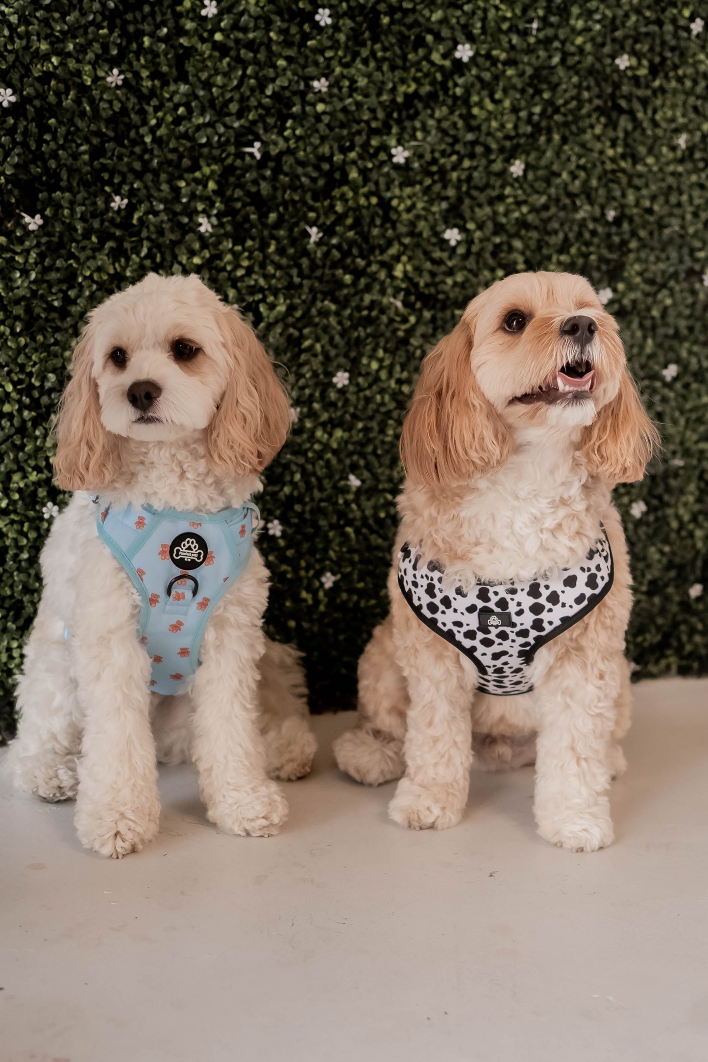 Cow print harness