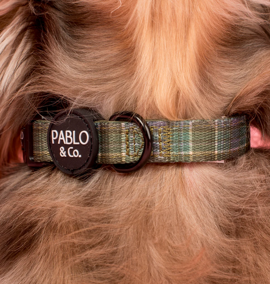 Pablo & Co - Green Plaid Collar