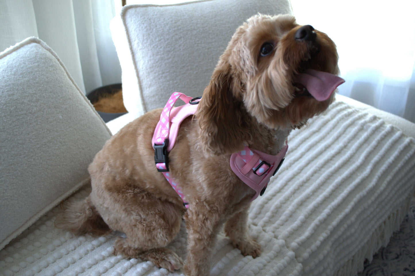Paw runner harness