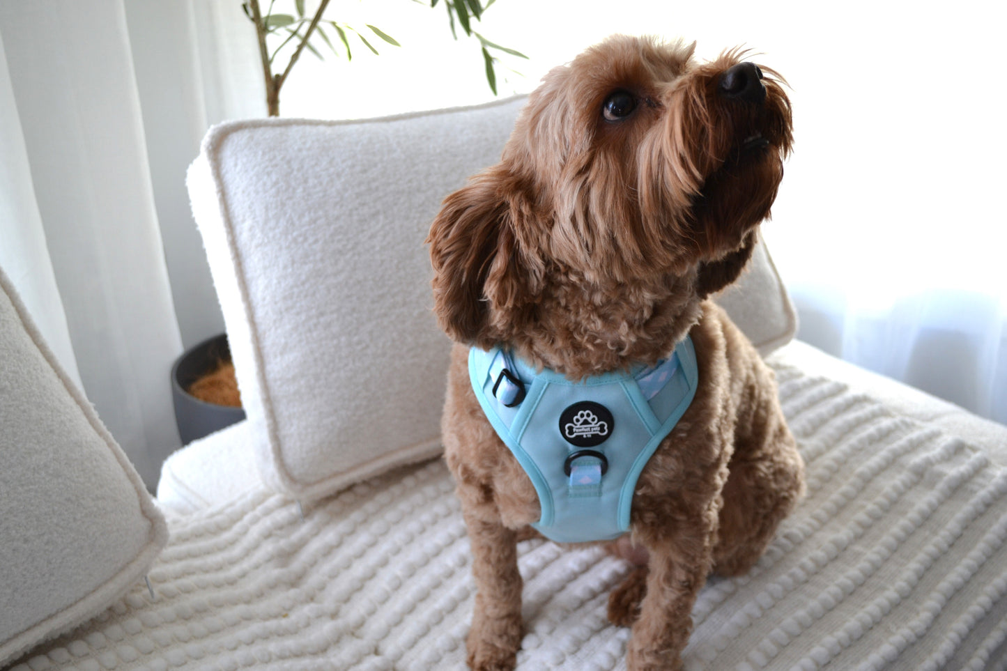 Paw runner harness