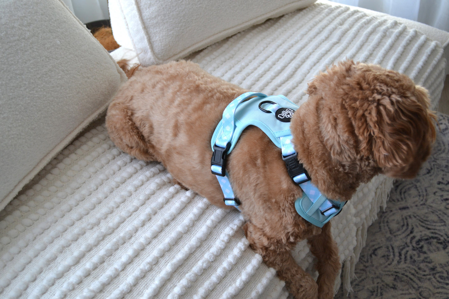Paw runner harness