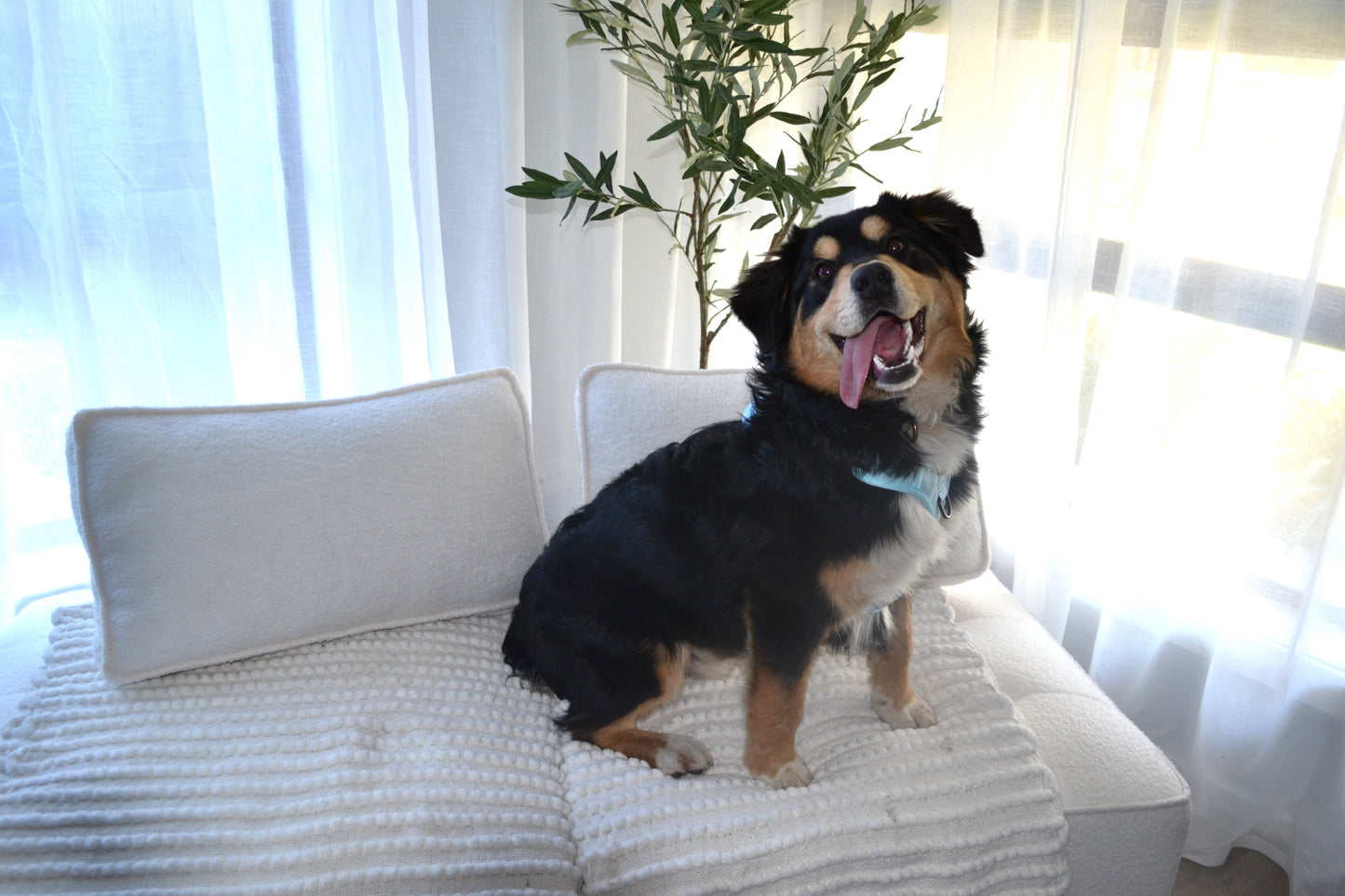 Paw runner harness