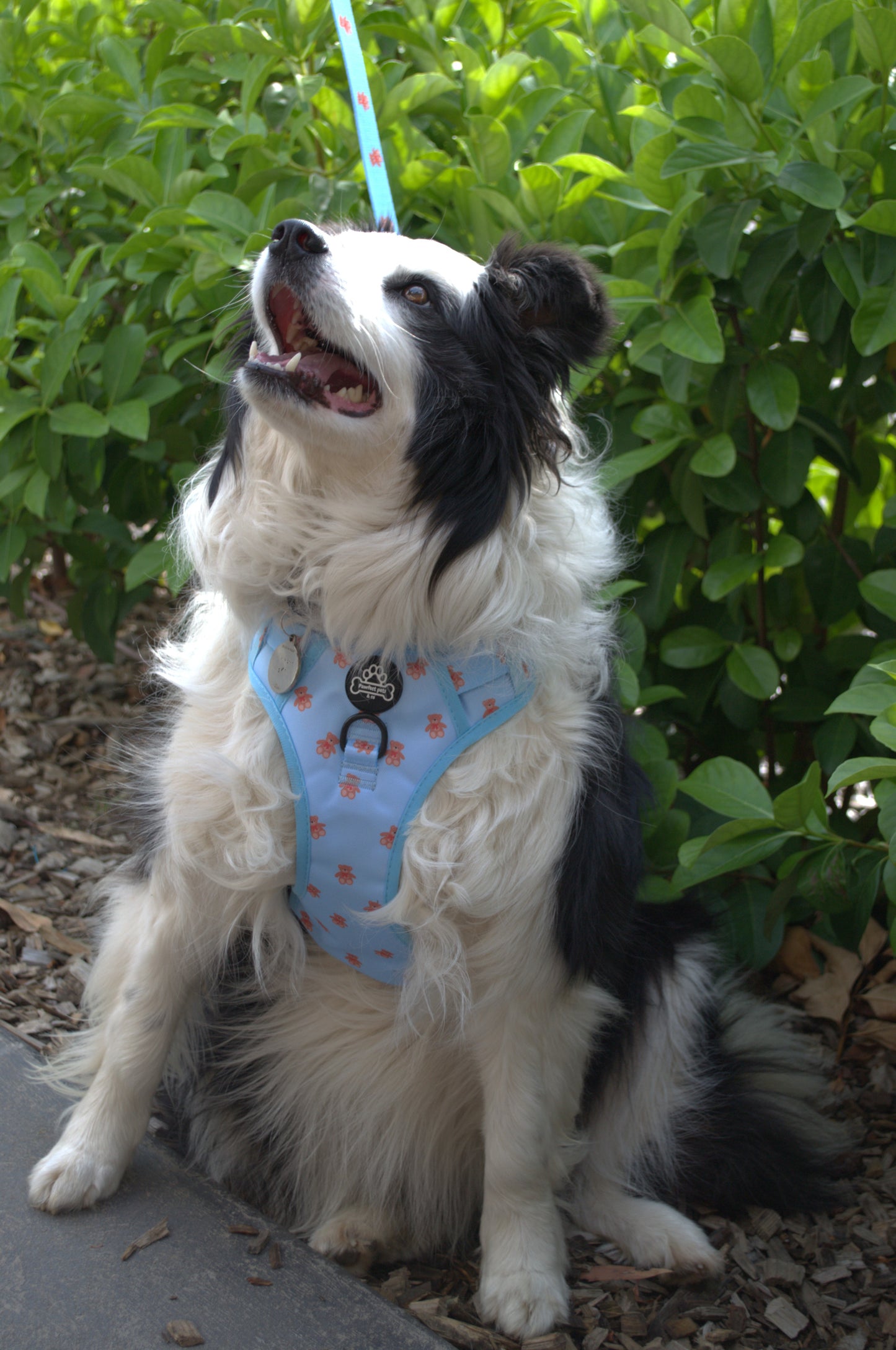 Beartastic Pawrunner Harness