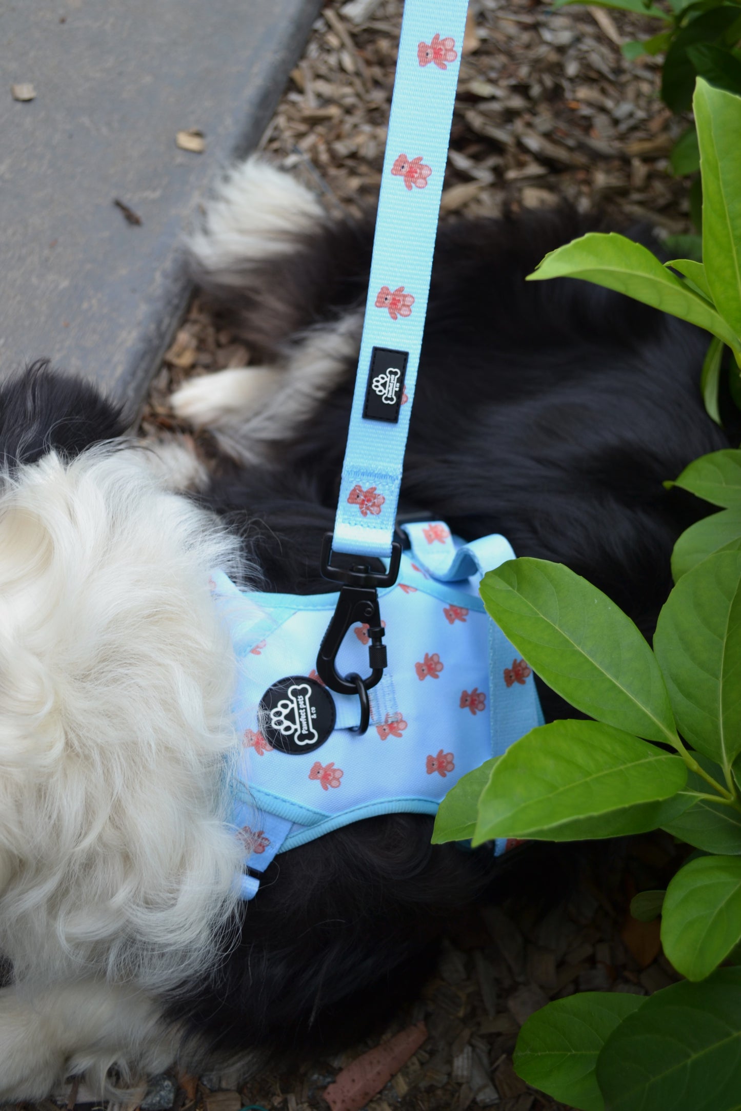 Beartastic every day leash
