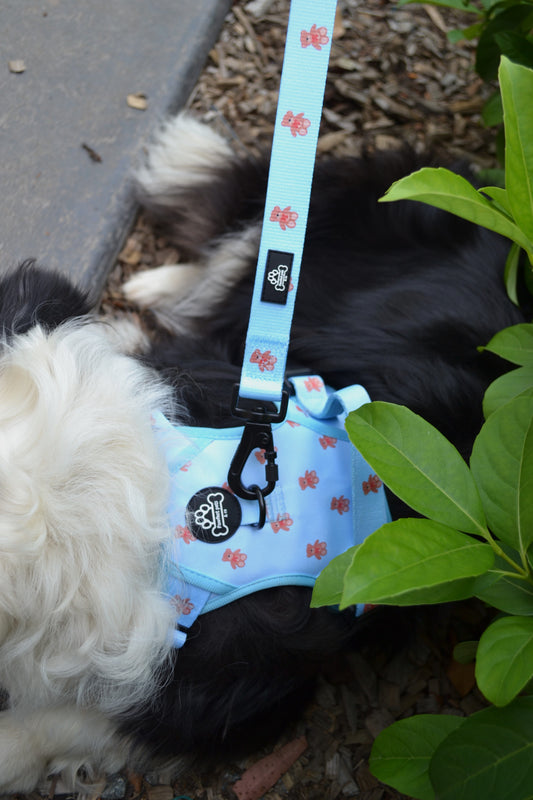 Beartastic every day leash