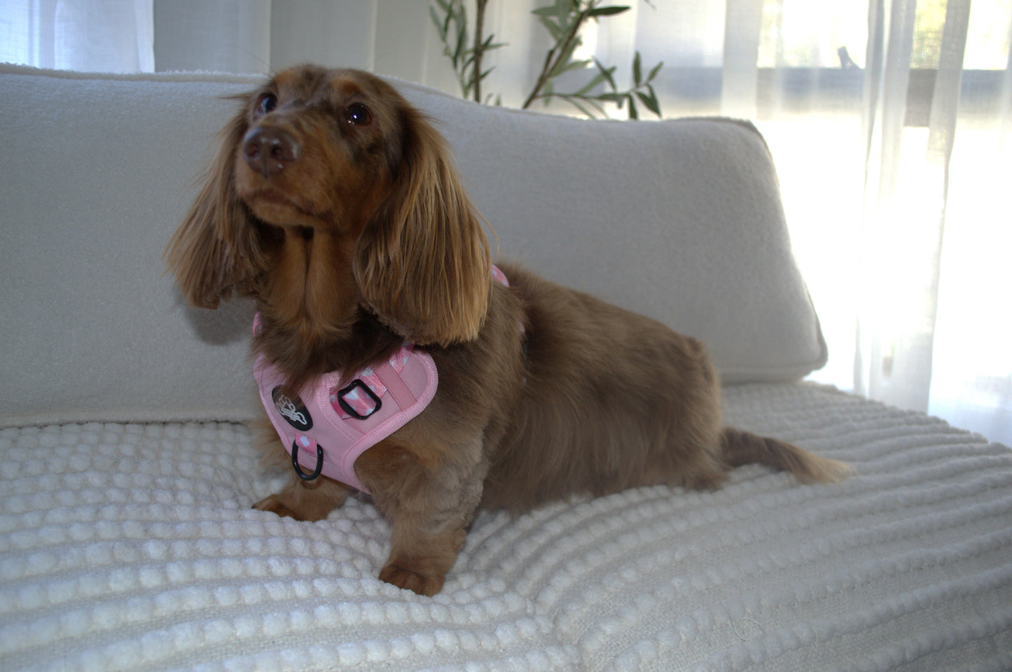 Paw runner harness