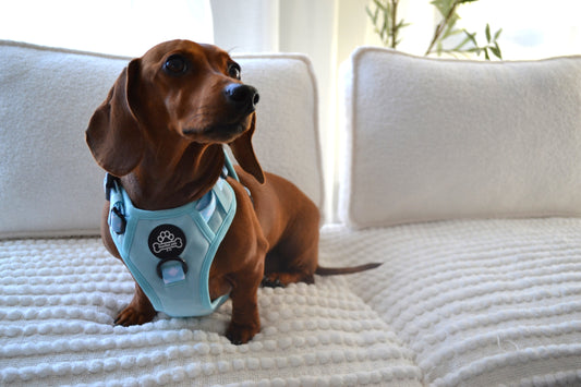 Gingham Paw runner harness