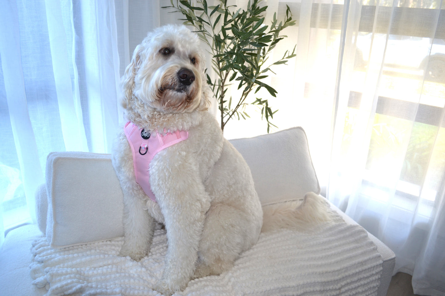Paw runner harness