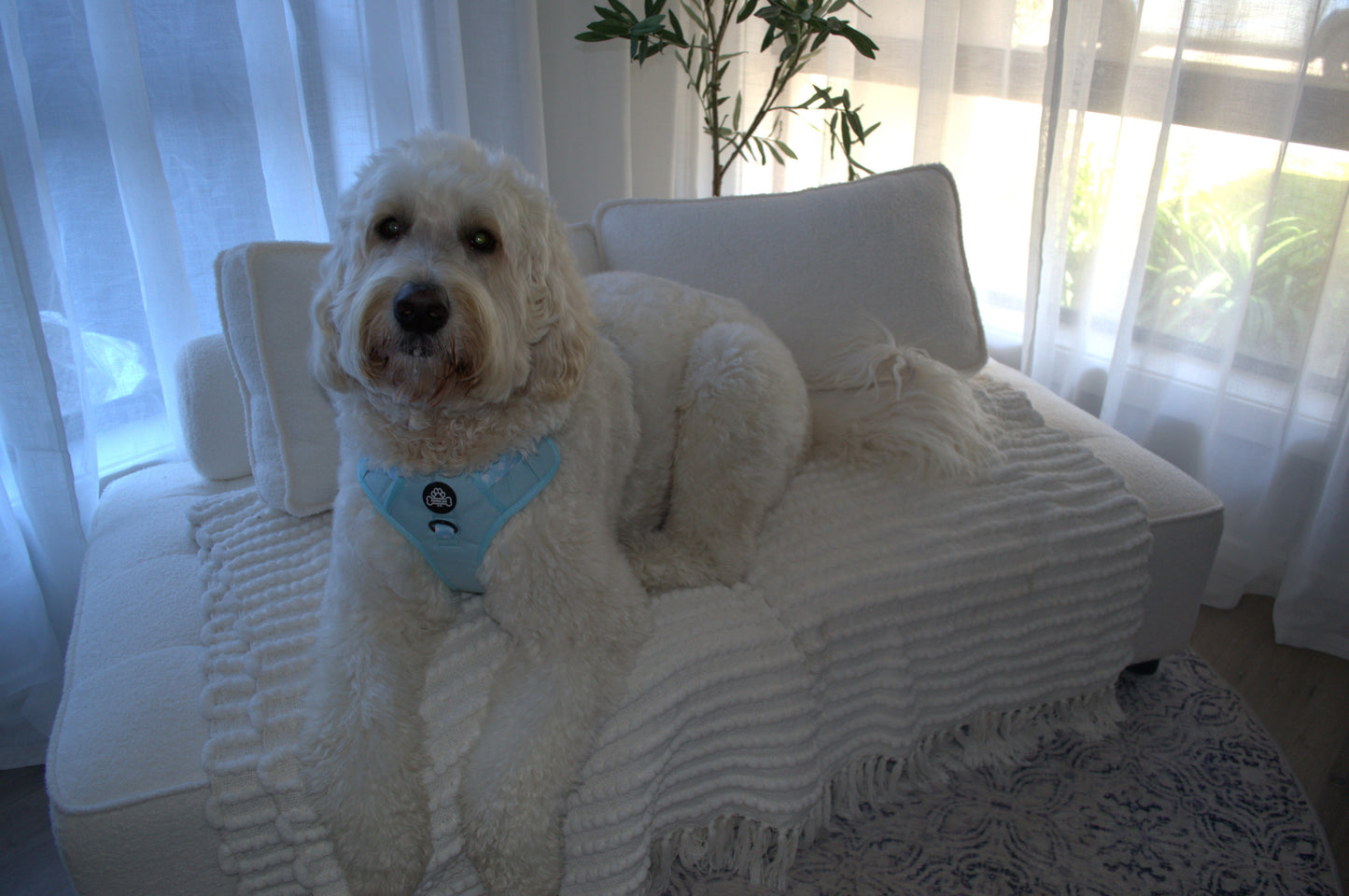 Paw runner harness
