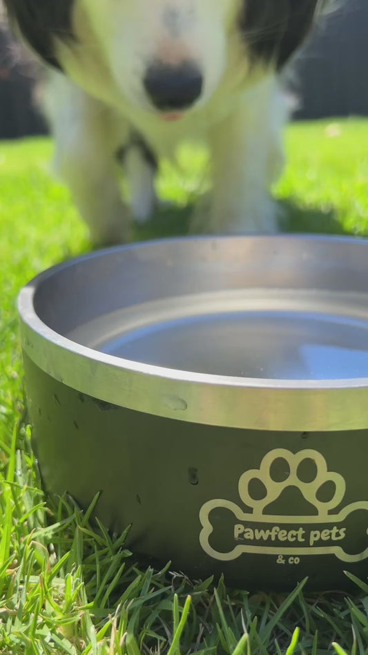 Insulated dog bowl
