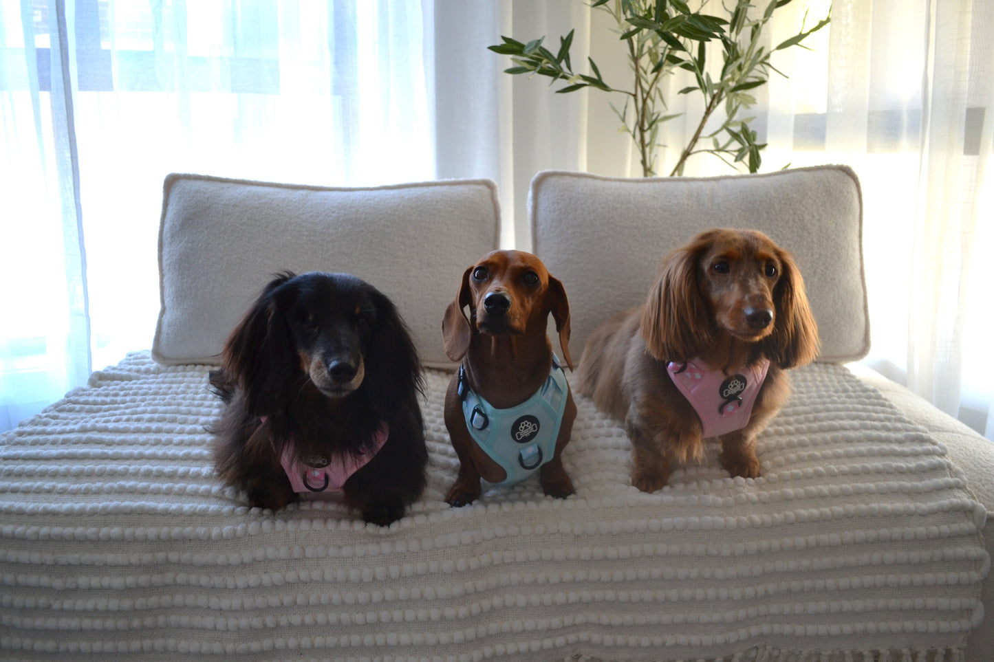 Paw runner harness