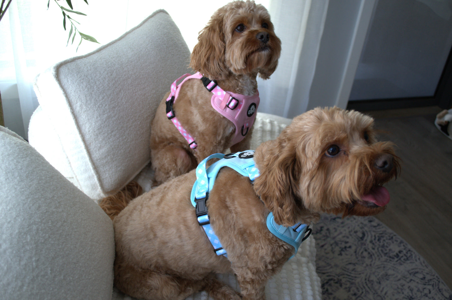 Paw runner harness