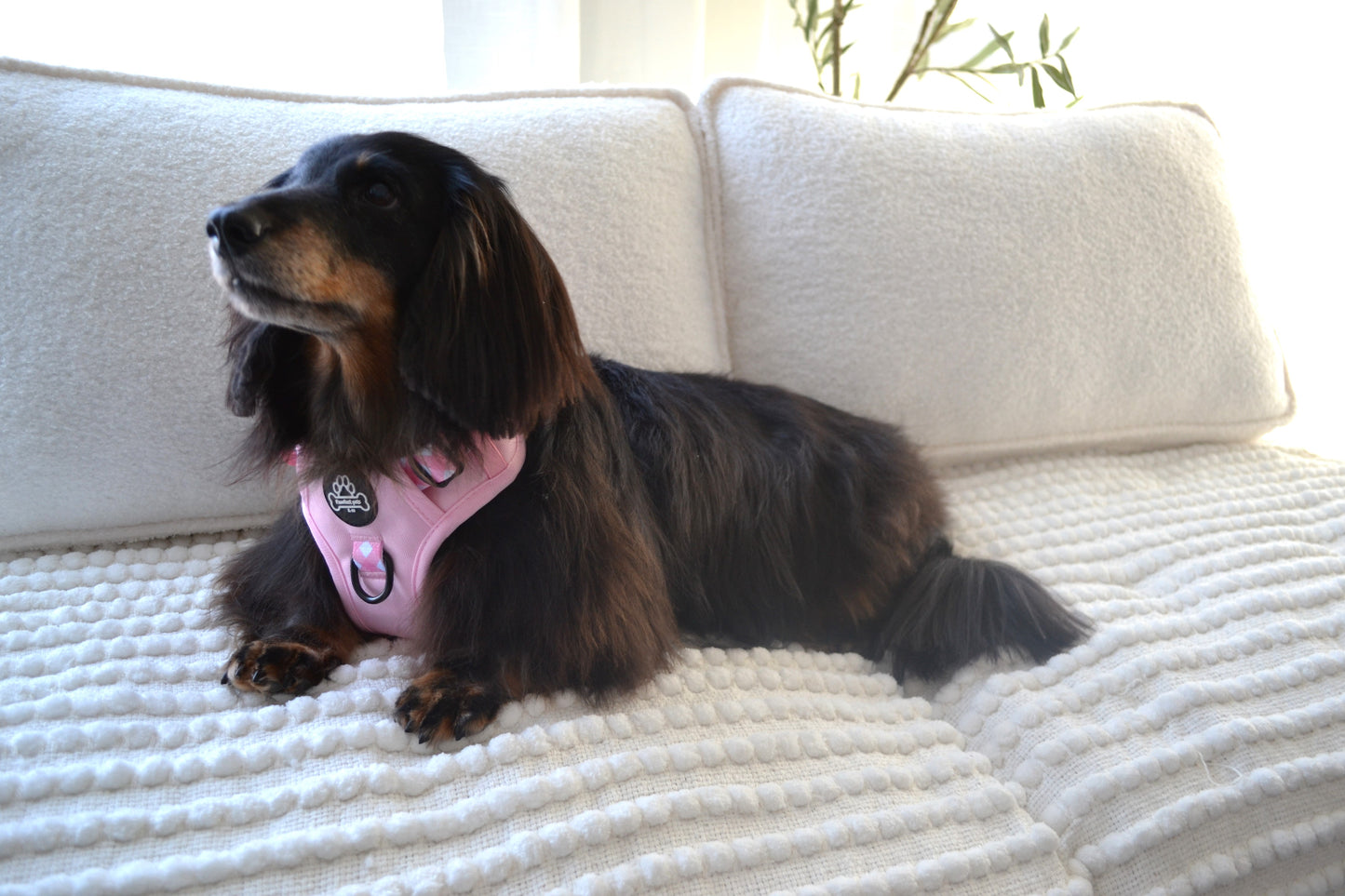 Paw runner harness