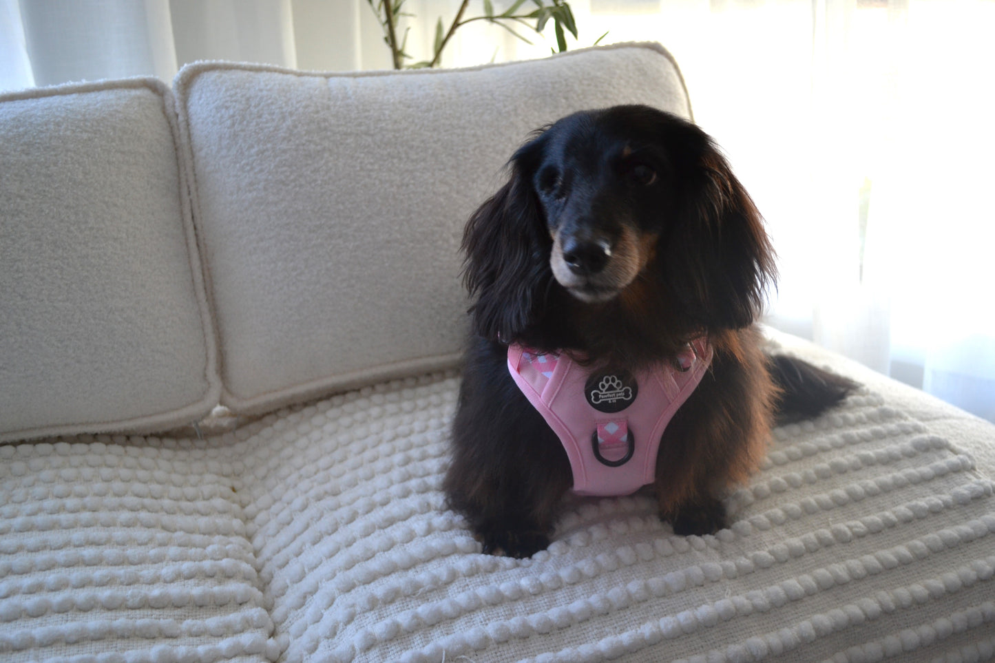 Paw runner harness