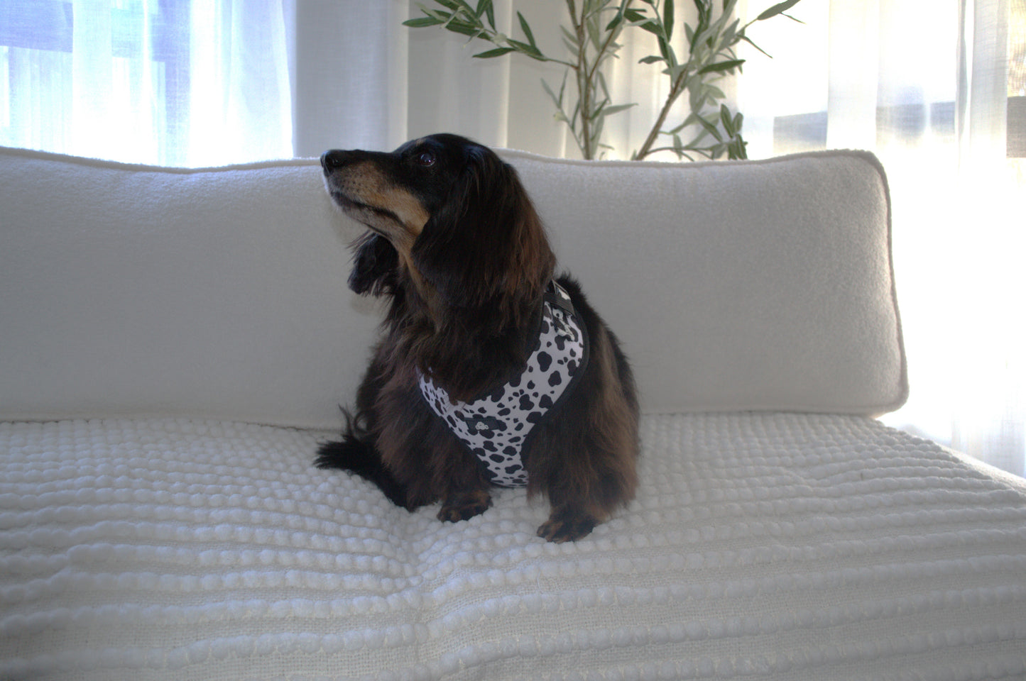 Complete Cow print bundle - Size small