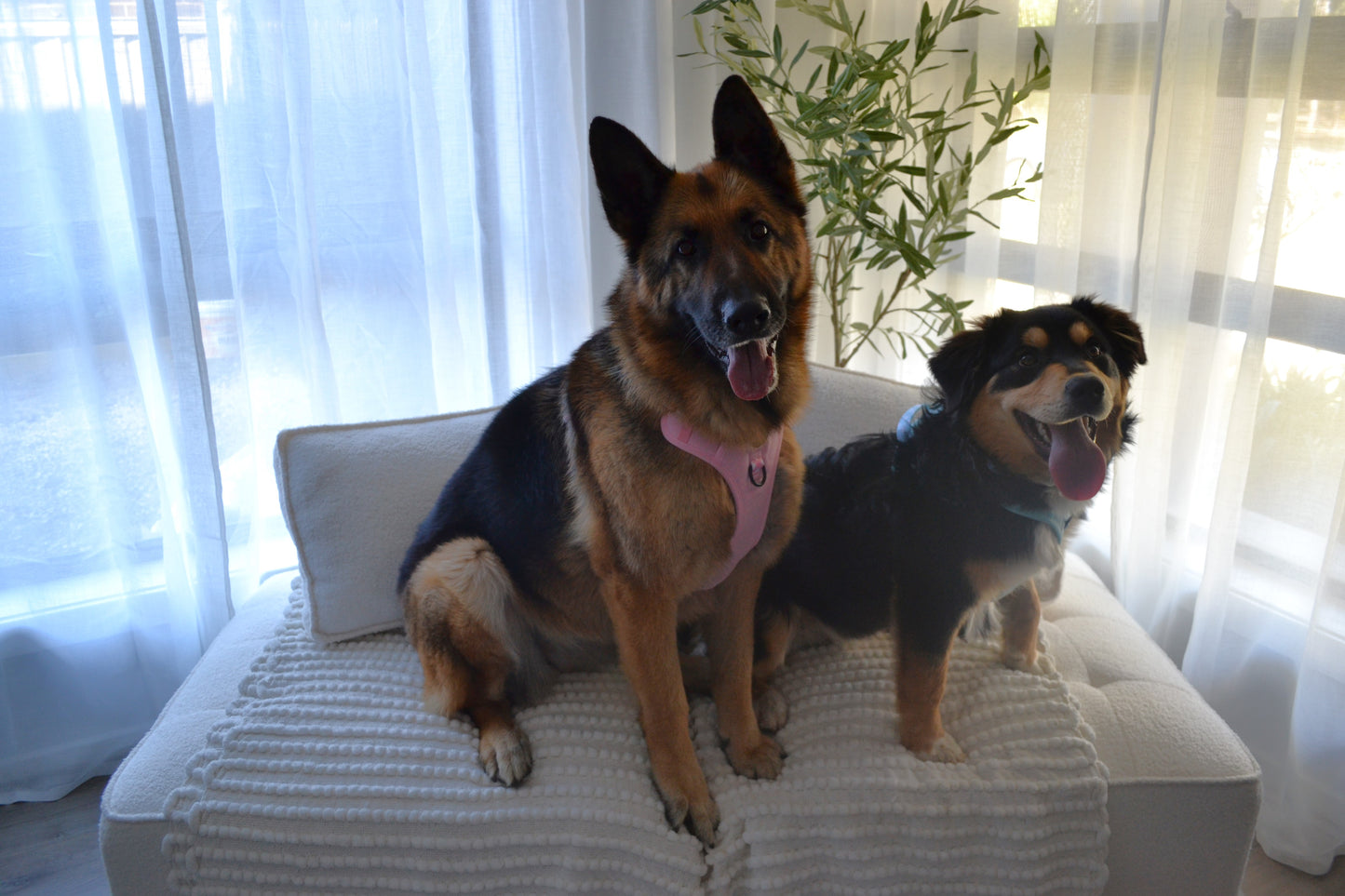 Paw runner harness